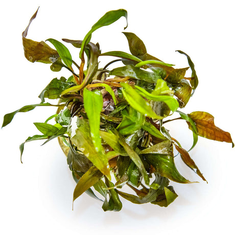 Tropica 110B Tissue Culture - Cryptocoryne undulatus Red aquarium plant in tissue culture cup.