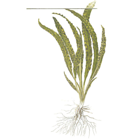 Tropica 125 Tissue Culture - Cryptocoryne crispatula aquatic plant with long, textured leaves and visible roots.