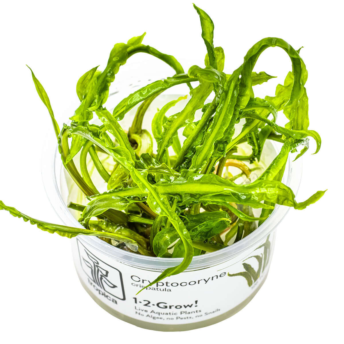Tropica 125 Tissue Culture - Cryptocoryne crispatula live aquatic plant in a clear container.