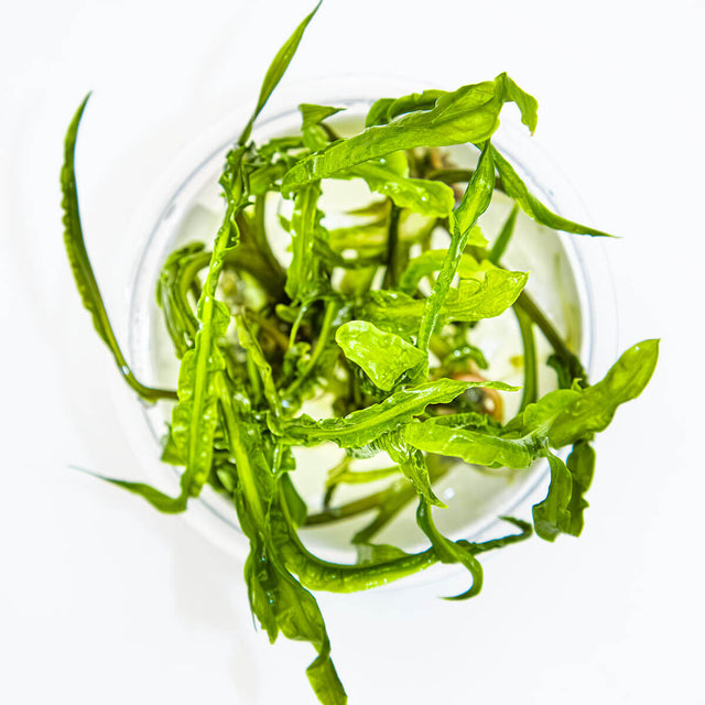 Tropica 125 Tissue Culture - Cryptocoryne crispatula aquarium plant in tissue culture cup.
