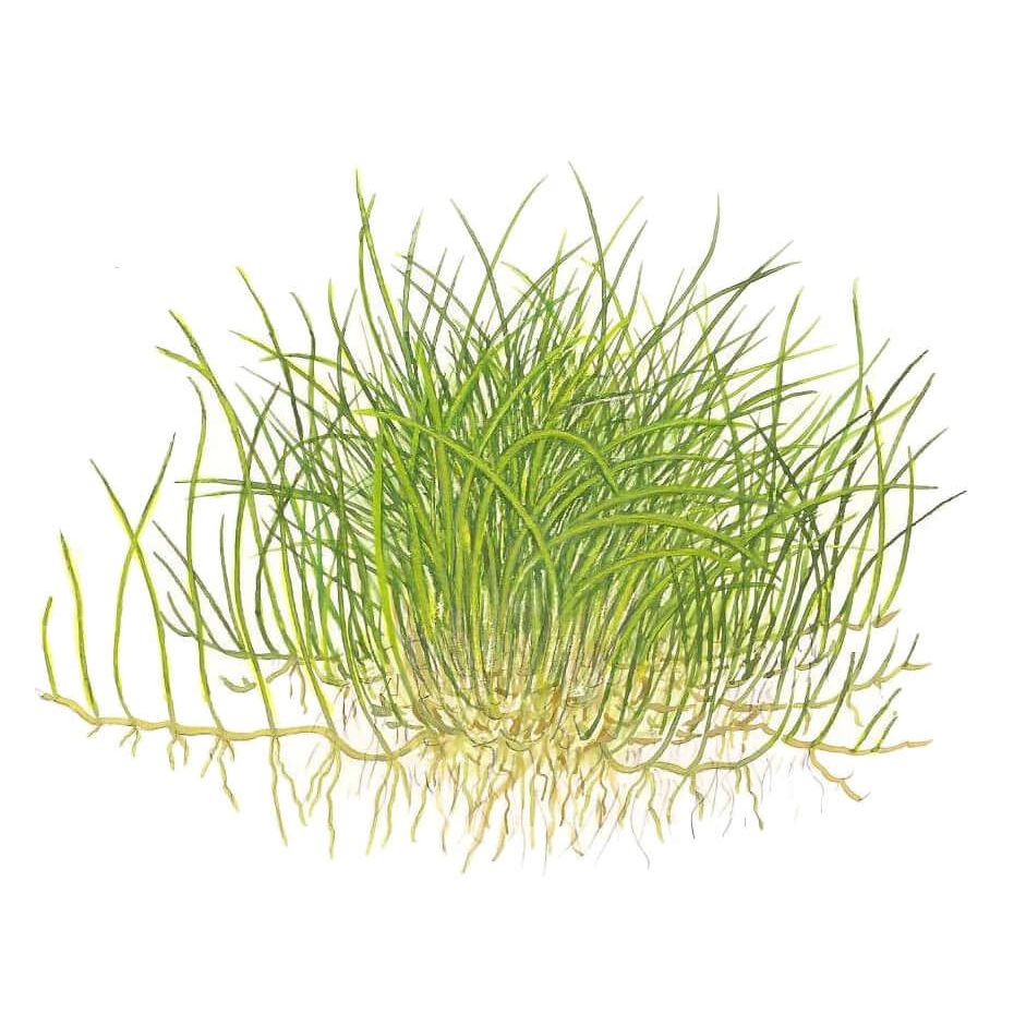 Tropica 132B Tissue Culture - Eleocharis Pusilla aquatic plant illustration with dense green growth and roots.