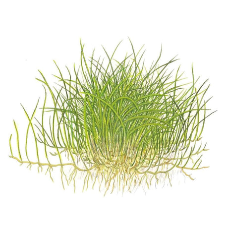 Tropica 132B Tissue Culture - Eleocharis Pusilla aquatic plant illustration with dense green growth and roots.