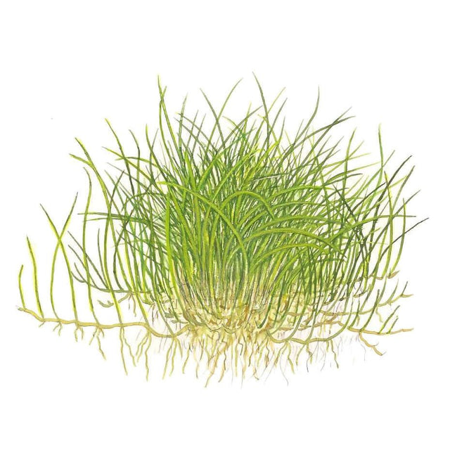 Tropica 132B Tissue Culture - Eleocharis Pusilla aquatic plant illustration with dense green growth and roots.