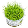 Tropica 132B Tissue Culture - Eleocharis Pusilla in a transparent cup, showcasing vibrant green aquatic plant.