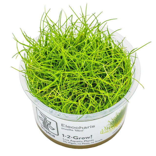 Tropica 132B Tissue Culture - Eleocharis Pusilla in a transparent cup, showcasing vibrant green aquatic plant.