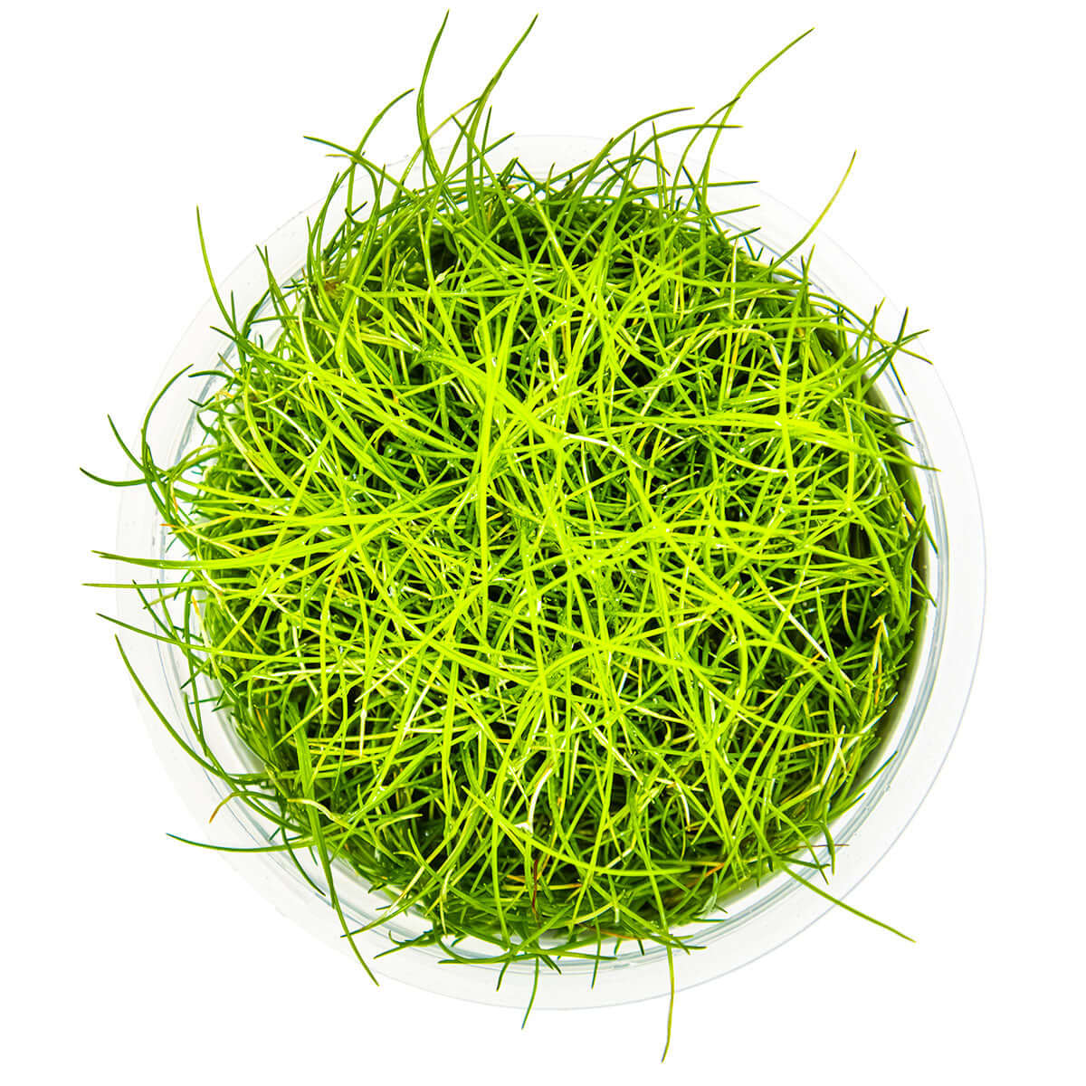Tropica 132B Tissue Culture - Eleocharis Pusilla aquarium plant in tissue culture cup with vibrant green shoots.