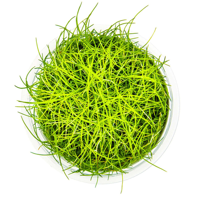 Tropica 132B Tissue Culture - Eleocharis Pusilla aquarium plant in tissue culture cup with vibrant green shoots.