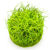 Tropica 132B Tissue Culture - Eleocharis Pusilla aquarium plant in tissue culture, ideal for carpet layout.