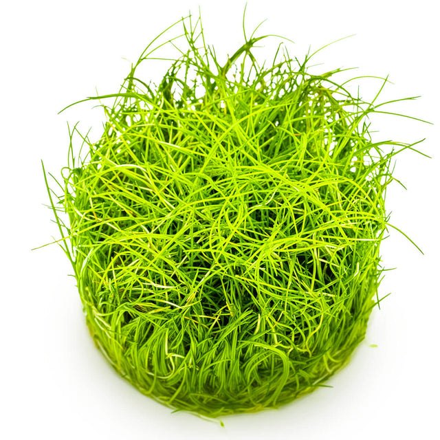 Tropica 132B Tissue Culture - Eleocharis Pusilla aquarium plant in tissue culture, ideal for carpet layout.