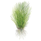 Tropica 133 Tissue Culture - Eleocharis acicularis showing green aquatic plants with roots for aquarium use.