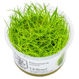 Tropica 133 Tissue Culture - Eleocharis acicularis in a clear container, vibrant green aquatic plant for aquarium carpeting.