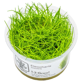 Tropica 133 Tissue Culture - Eleocharis acicularis in a clear container, vibrant green aquatic plant for aquarium carpeting.