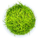 Tropica 133 Tissue Culture - Eleocharis acicularis in a clear container, showcasing vibrant green aquatic grass.