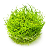 Tropica 133 Tissue Culture - Eleocharis acicularis in a vibrant green carpet formation.