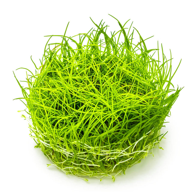 Tropica 133 Tissue Culture - Eleocharis acicularis in a vibrant green carpet formation.