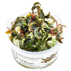 Tropica 139B Tissue Culture - Bucephalandra Kedagang in a clear container, showcasing dark green leaves with red rhizomes.