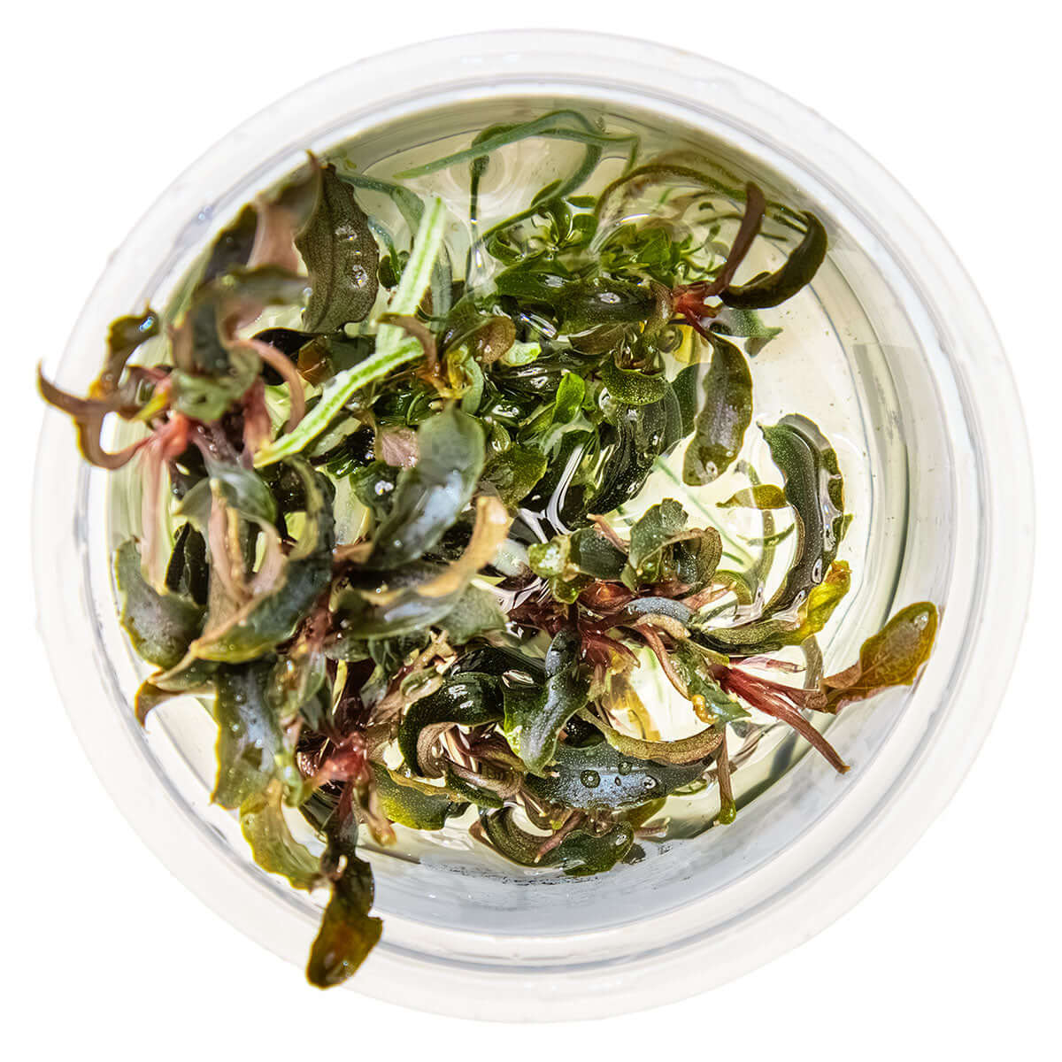 Tropica 139B Tissue Culture - Bucephalandra Kedagang in a clear container, showcasing the plant's dark green leaves and red rhizomes.