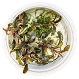 Tropica 139B Tissue Culture - Bucephalandra Kedagang in a clear container, showcasing the plant's dark green leaves and red rhizomes.