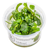 Tropica 139 Tissue Culture - Bucephalandra pygmaea Bukit Kelam