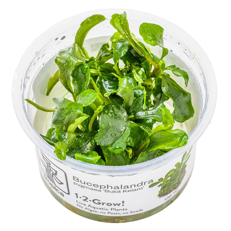 Tropica 139 Tissue Culture - Bucephalandra pygmaea Bukit Kelam in a clear container with aquatic plants.