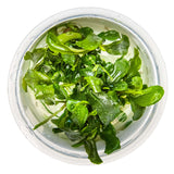 Tropica 139 Tissue Culture - Bucephalandra pygmaea Bukit Kelam in a clear container with water and lush green leaves.