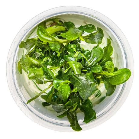 Tropica 139 Tissue Culture - Bucephalandra pygmaea Bukit Kelam in a clear container with water and lush green leaves.