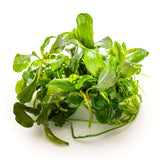 Tropica 139 Tissue Culture - Bucephalandra pygmaea Bukit Kelam, lush green aquatic plant for aquarium decoration.