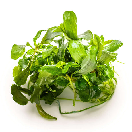 Tropica 139 Tissue Culture - Bucephalandra pygmaea Bukit Kelam, lush green aquatic plant for aquarium decoration.