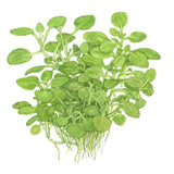 Tropica 143 Tissue Culture - Lobelia cardinalis Mini with vibrant light green leaves and visible roots.