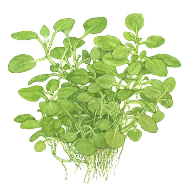 Tropica 143 Tissue Culture - Lobelia cardinalis Mini with vibrant light green leaves and visible roots.