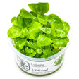 Tropica 143 Tissue Culture - Lobelia cardinalis Mini in clear packaging showcasing vibrant green leaves.