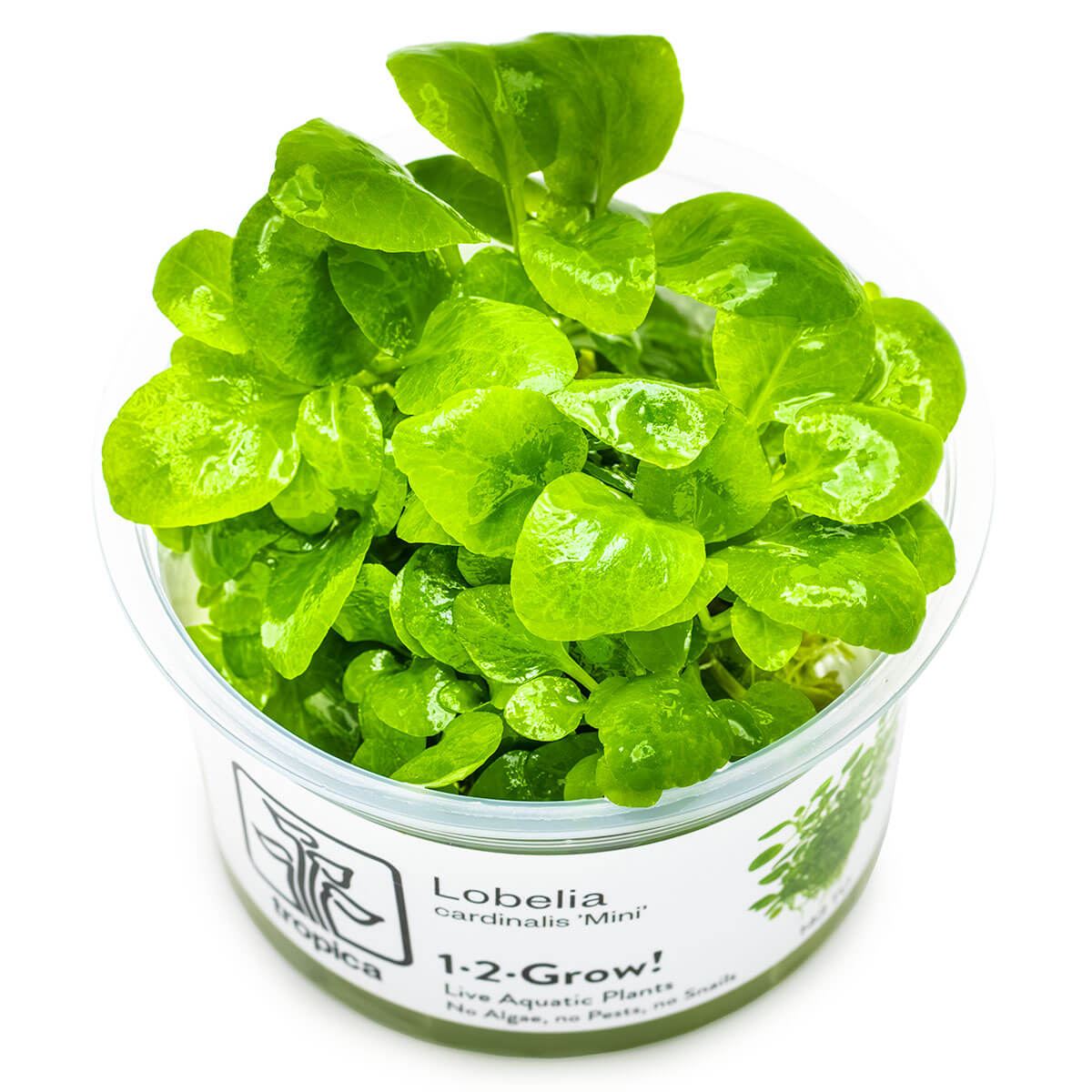 Tropica 143 Tissue Culture - Lobelia cardinalis Mini in clear packaging showcasing vibrant green leaves.