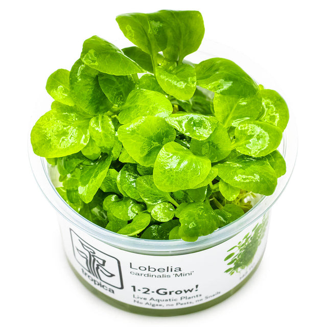 Tropica 143 Tissue Culture - Lobelia cardinalis Mini in clear packaging showcasing vibrant green leaves.