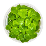 Tropica 143 Tissue Culture - Lobelia cardinalis Mini plant in clear cup with vibrant green leaves