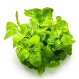 Tropica 143 Tissue Culture - Lobelia cardinalis Mini with lush light green leaves in a compact formation.