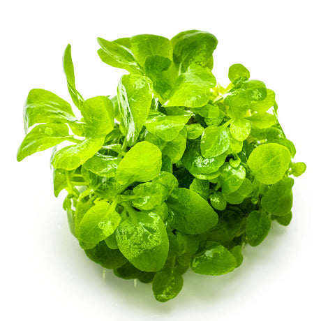 Tropica 143 Tissue Culture - Lobelia cardinalis Mini with lush light green leaves in a compact formation.