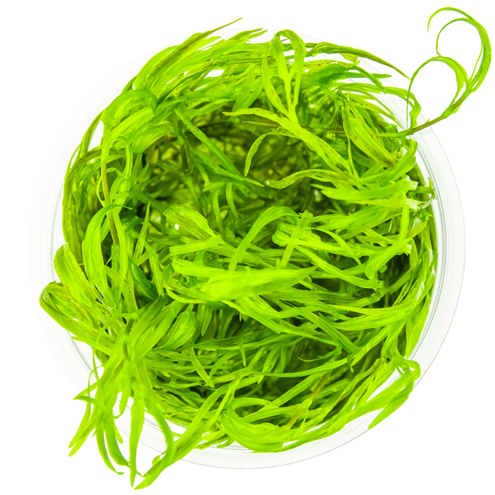 Tropica 146 Najas Guadalupensis Guppy Grass in a clear container, showcasing vibrant green aquatic plant.