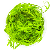 Tropica 146 Najas Guadalupensis Guppy Grass in a clear container, showcasing vibrant green aquatic plant.