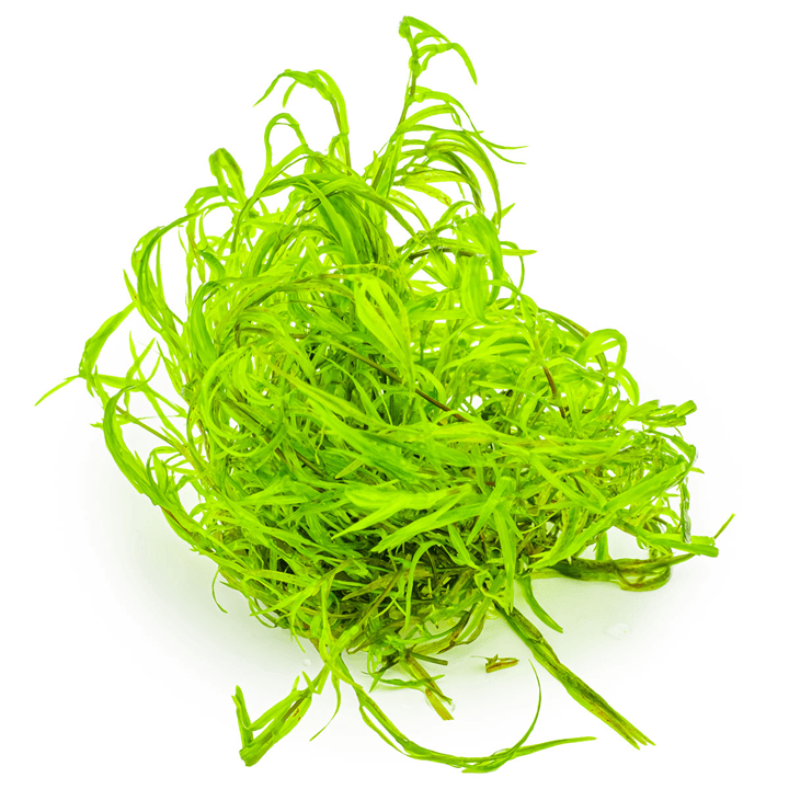 Tropica 146 Najas Guadalupensis Guppy Grass in vibrant green, ideal aquatic plant for aquarists.