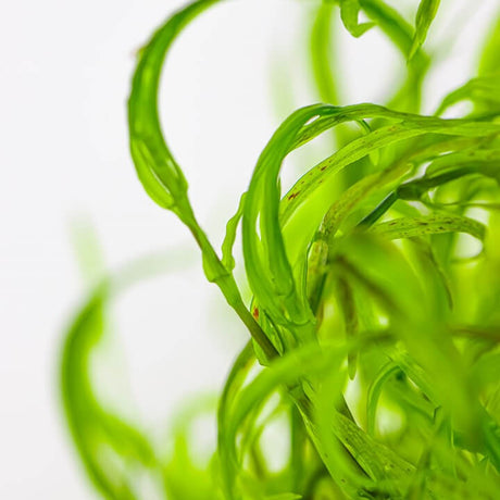 Tropica 146 Najas Guadalupensis Guppy Grass close-up showcasing vibrant green aquatic plant.