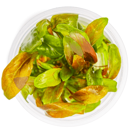 Tropica 147 Tissue Culture - Lysimachia Parvifolia Red in a clear container with vibrant green and red leaves.