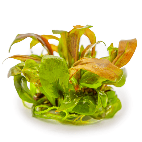 Tropica 147 Tissue Culture - Lysimachia Parvifolia Red plant showcasing vibrant red and green foliage.