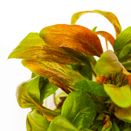 Tropica 147 Tissue Culture - Lysimachia Parvifolia Red showcasing vibrant green and reddish leaves in an aquarium setting.