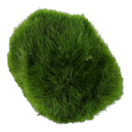 Tropica Aegagropila Linnaei Moss Balls in vibrant green, ideal for freshwater aquariums.