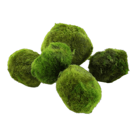 Tropica Aegagropila Linnaei Moss Balls vibrant green spherical algae for freshwater aquariums
