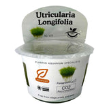 Utricularia Longifolia TC Tropical Plant in a planting cup for aquariums, featuring detailed care instructions.