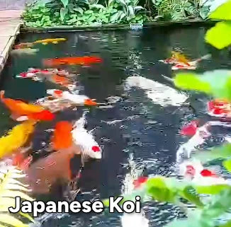 Colorful Japanese Koi swimming in a serene pond surrounded by lush greenery.