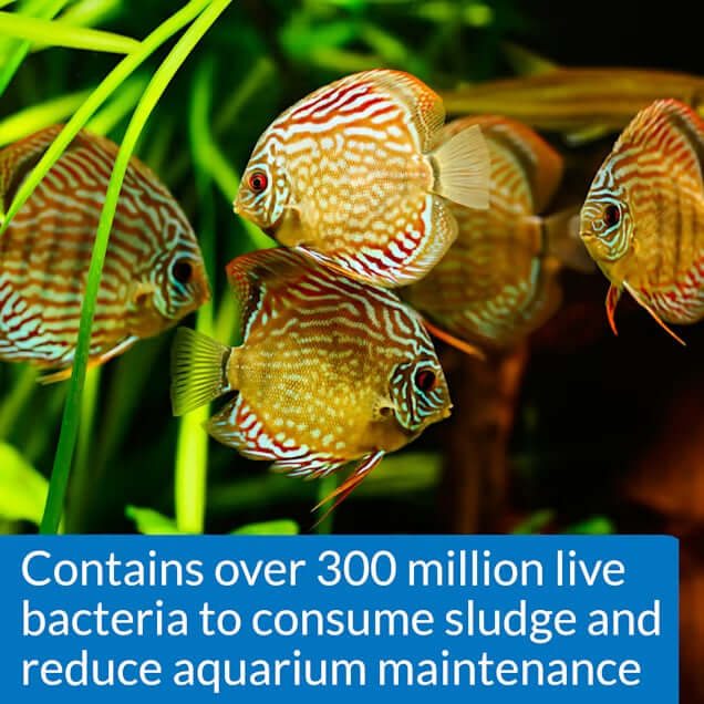 API Stress Zyme Plus with live bacteria to reduce sludge and maintenance in aquariums, ensuring a healthier aquatic environment.
