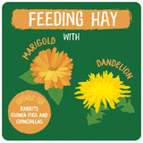 Illustration of marigold and dandelion flowers for feeding hay suitable for rabbits, guinea pigs, and chinchillas.