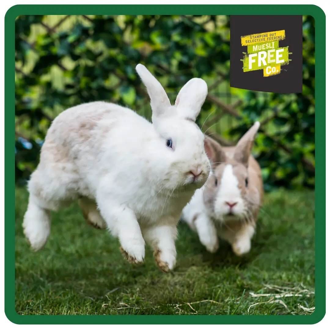 Two happy rabbits hopping in a green grassy area, promoting active and healthy rabbit lifestyle.